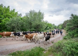 BERGAMA’DA YAYLA YOLCULUĞU