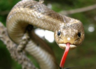 BEKLENEN UYARI GELDİ – YILANLARA DİKKAT