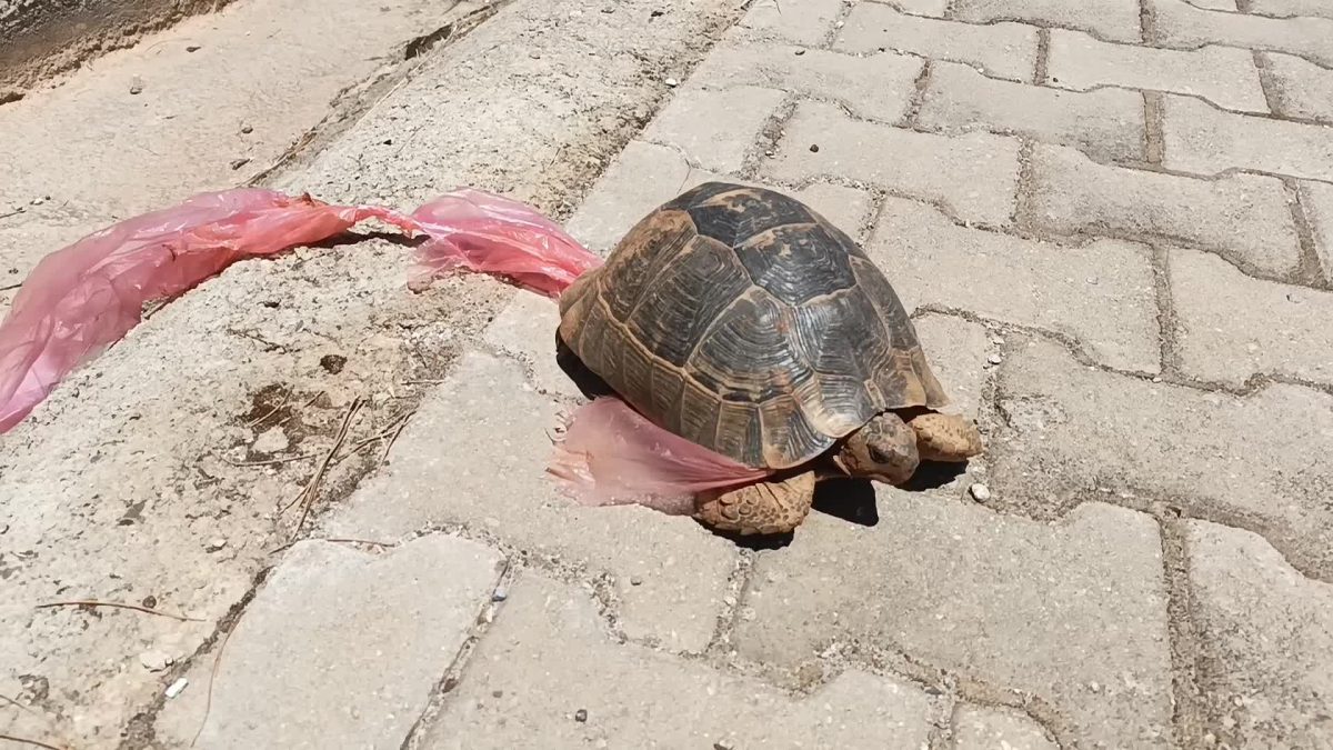 Doğaya atılan çöpler, canlıların ayağına dolanıyor