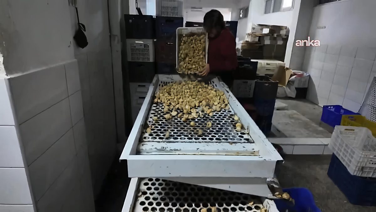 Aydın’da incir işçileri de işletmecileri de koşullardan memnun değil