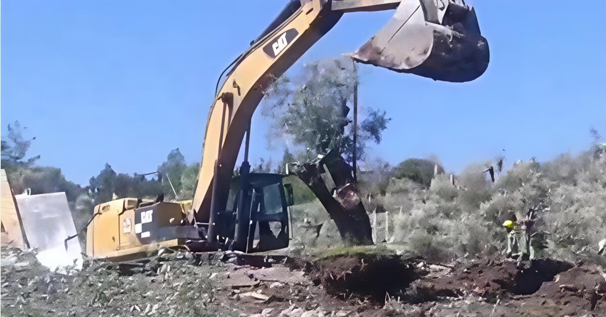 Evrim Rızvanoğlu: Milas’ta zeytin ağaçları sökülüyor