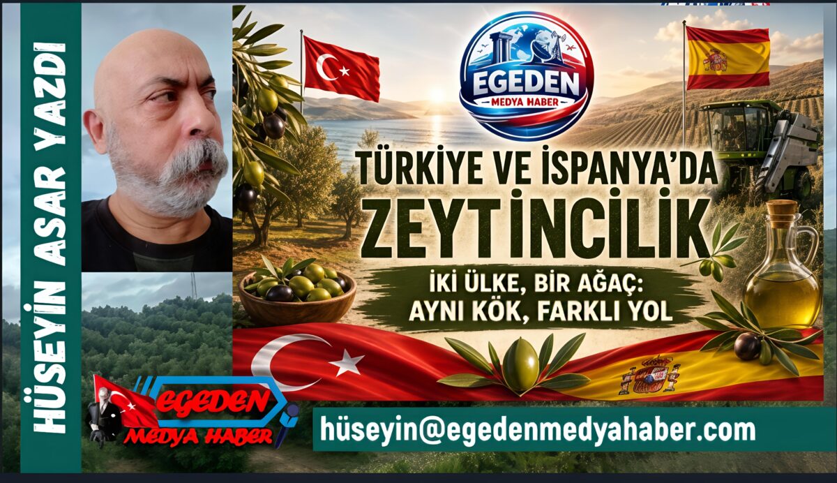 Türkiye ve İspanya’da Zeytincilik